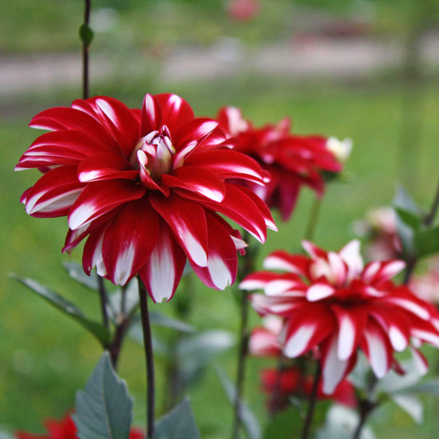 Decorative Dahlia Duet Tubers DAHLIADUET-dahlia duet summer flowering tuber - image2 2