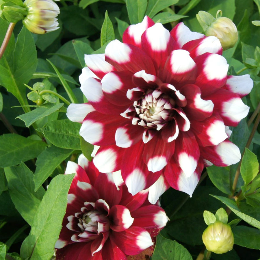 Decorative Dahlia Duet Tubers DAHLIADUET-dahlia duet summer flowering tuber - image4 4