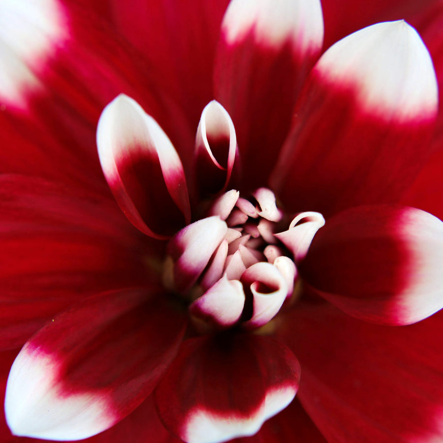 Decorative Dahlia Duet Tubers DAHLIADUET-dahlia duet summer flowering tuber - image5 5