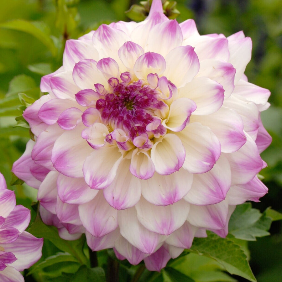 Decorative Dahlia Hapet Blue Eyes Tubers DAHLIAHAPT-dahlia hapet blue eyes summer flowering tuber - image1 1