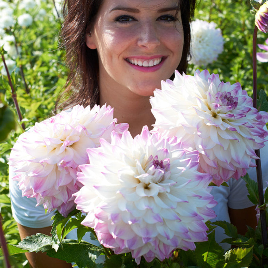 Decorative Dahlia Hapet Blue Eyes Tubers DAHLIAHAPT-dahlia hapet blue eyes summer flowering tuber - image2 2