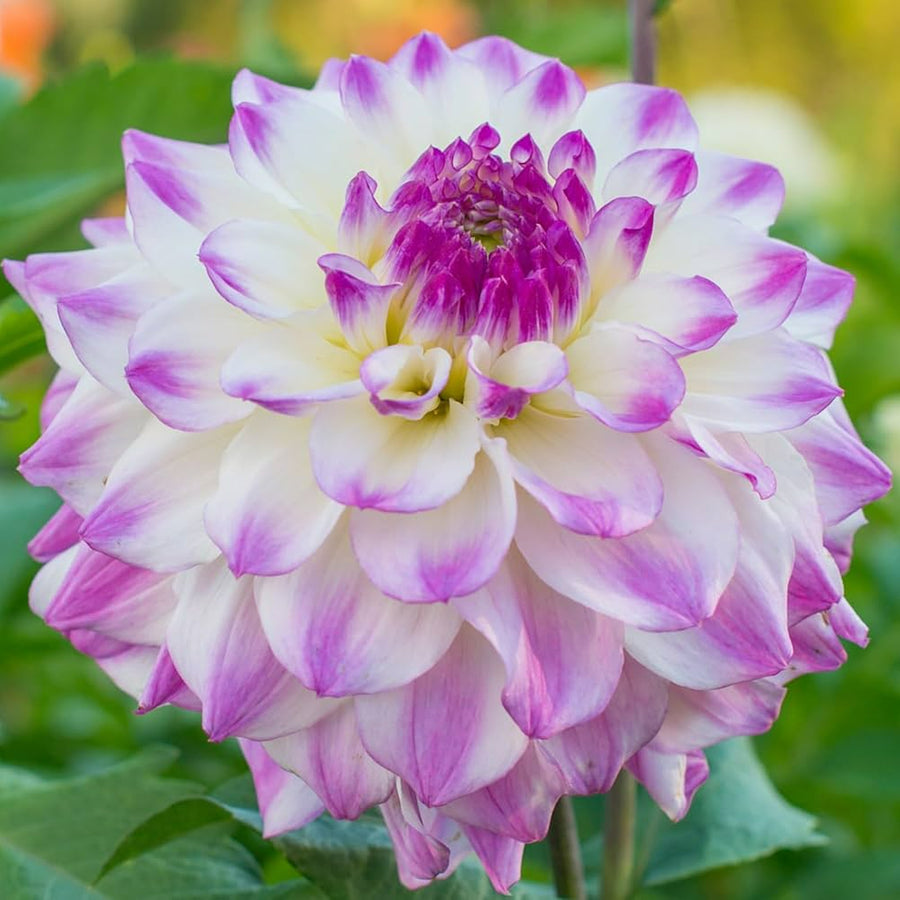 Decorative Dahlia Hapet Blue Eyes Tubers DAHLIAHAPT-dahlia hapet blue eyes summer flowering tuber - image4 4