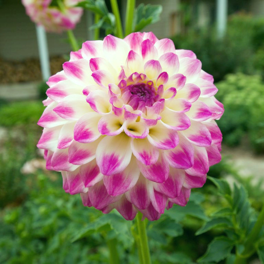 Decorative Dahlia Hapet Blue Eyes Tubers DAHLIAHAPT-dahlia hapet blue eyes summer flowering tuber - image5 5