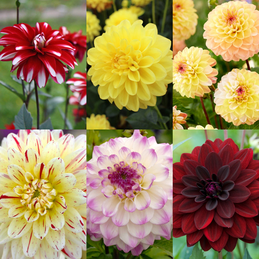 Decorative Dahlia Mix Tubers DAHLIAMIX-mixed dahlia summer flower tubers - image1 1