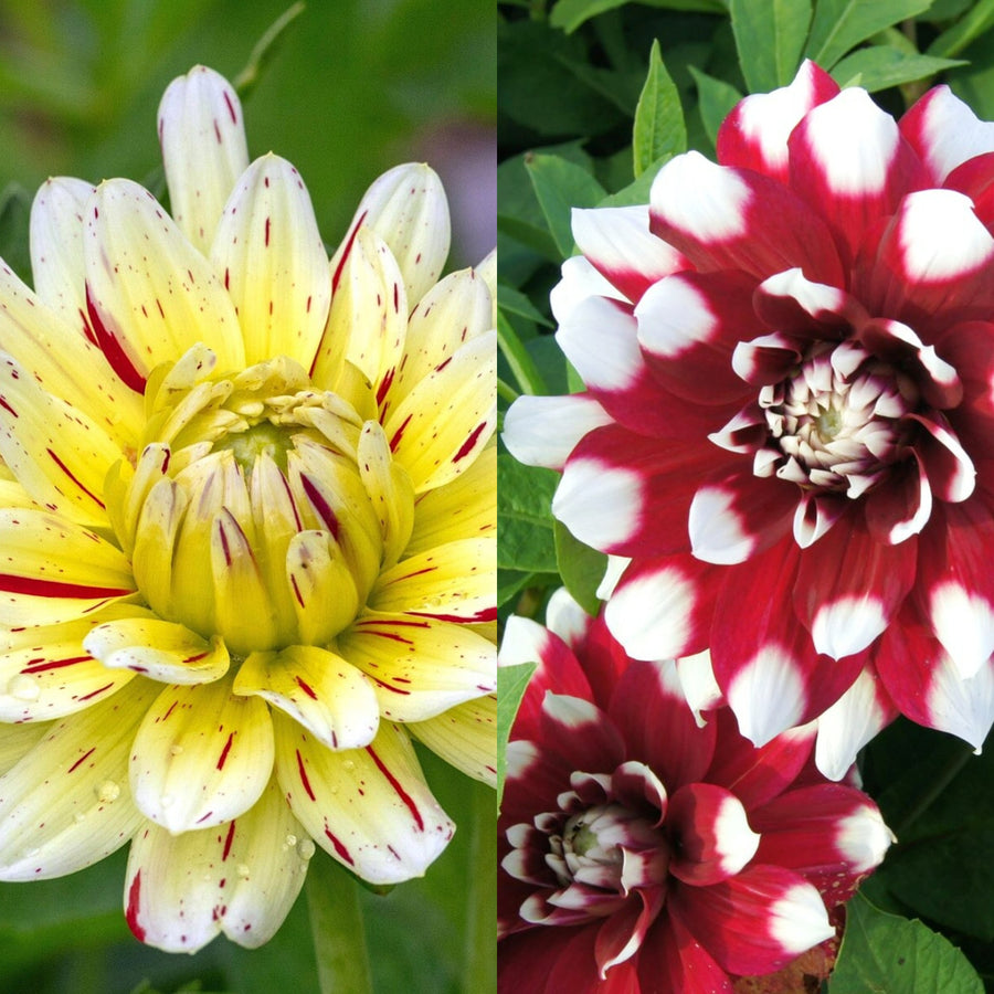 Decorative Dahlia Mix Tubers DAHLIAMIX-mixed dahlia summer flower tubers - image2 5