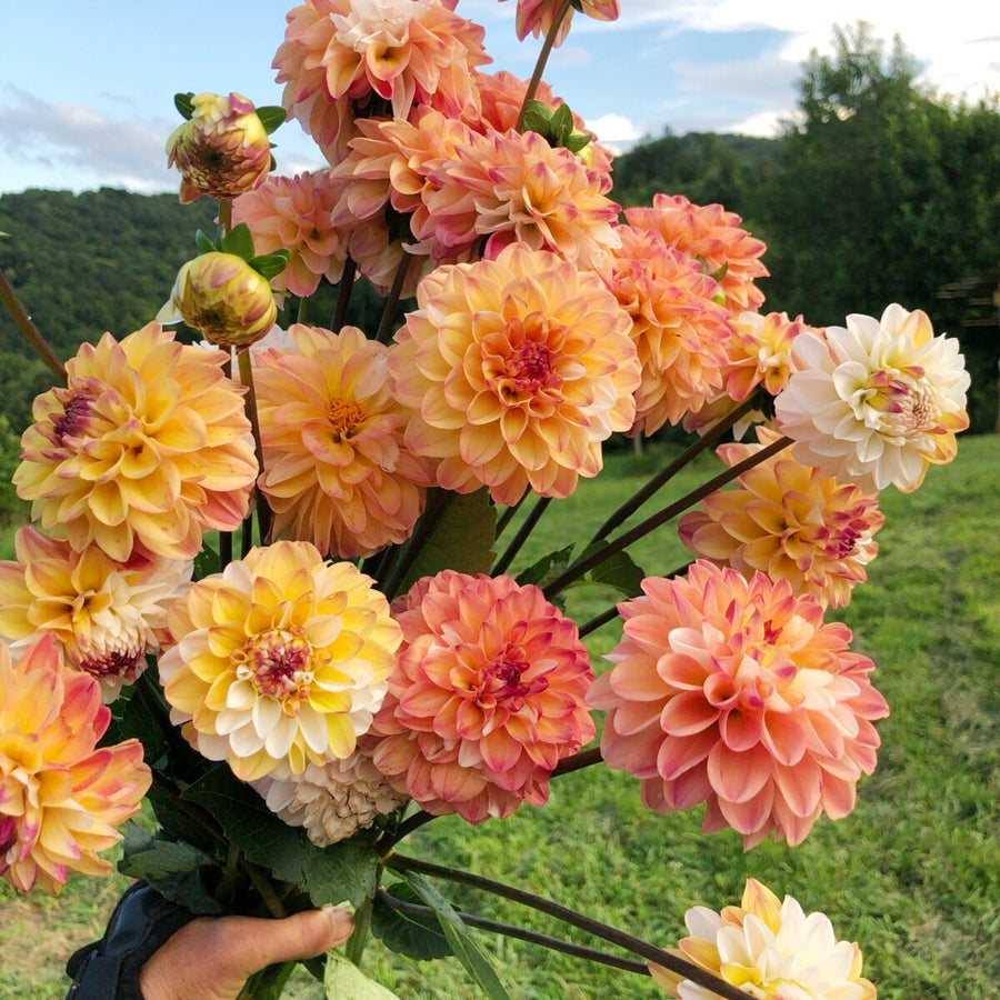 Decorative Dahlia Mix Tubers DAHLIAMIX-mixed dahlia summer flower tubers - image4 4