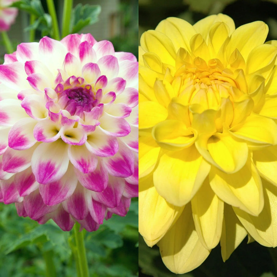 Decorative Dahlia Mix Tubers DAHLIAMIX-mixed dahlia summer flower tubers - image5 2