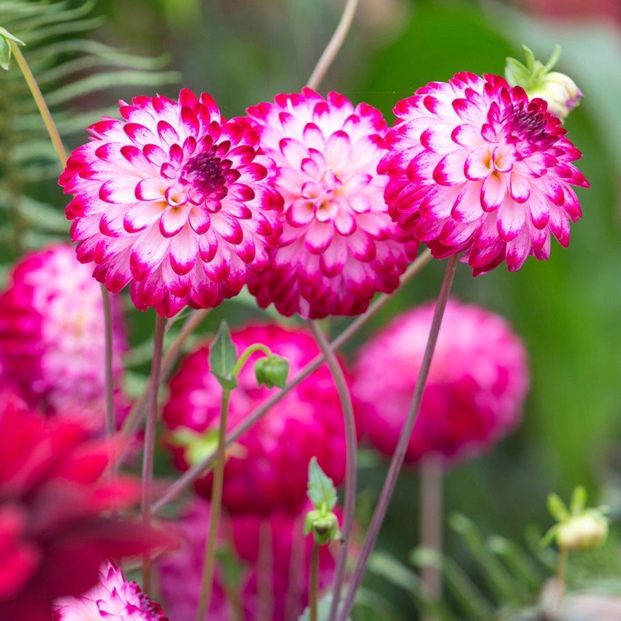 Dahlia Little Robert Tubers DAHLIAPOM-dahlia little robert summer flowering tuber - image1 1