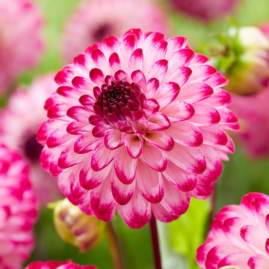 Dahlia Little Robert Tubers DAHLIAPOM-dahlia little robert summer flowering tuber - image2 2