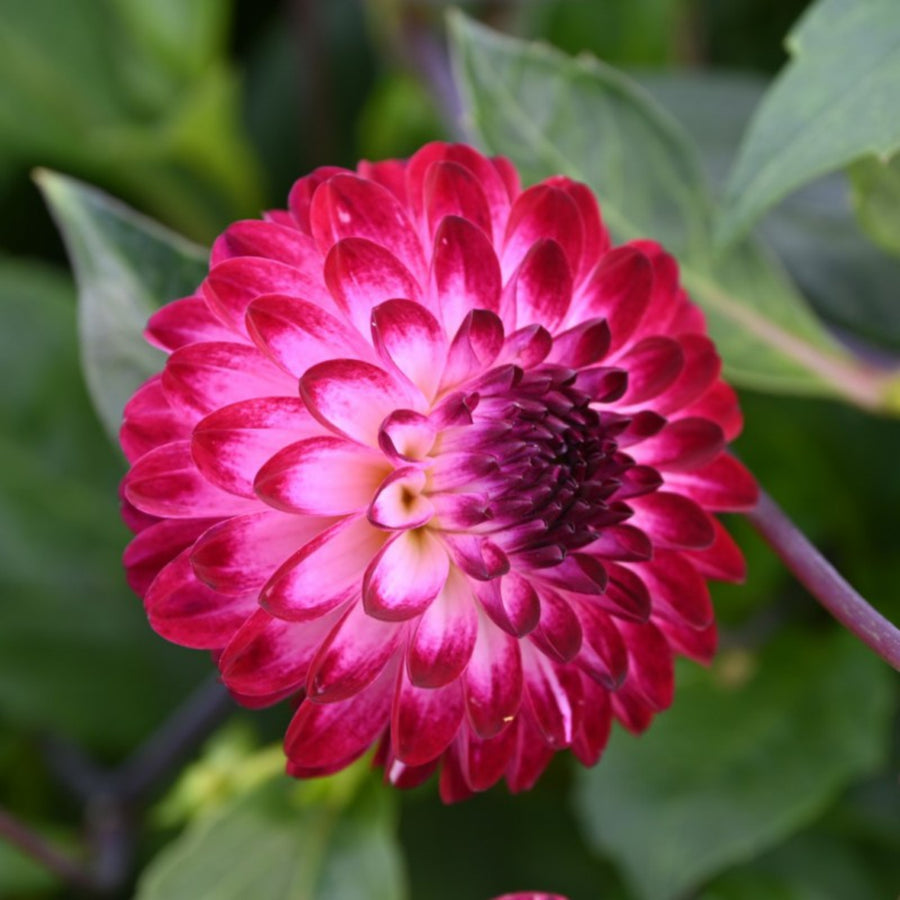 Dahlia Little Robert Tubers DAHLIAPOM-dahlia little robert summer flowering tuber - image4 4