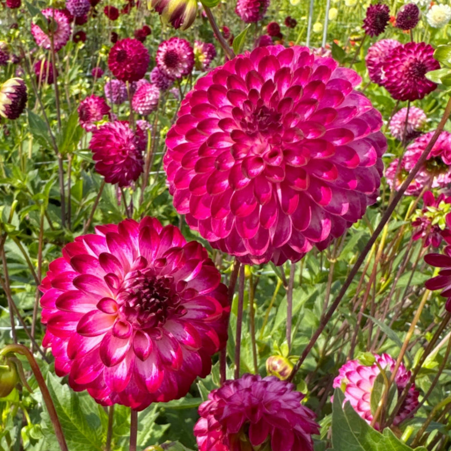 Dahlia Little Robert Tubers DAHLIAPOM-dahlia little robert summer flowering tuber - image5 5
