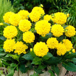 Decorative Dahlia Sisa Tubers DAHLIASISA-dahlia sisa summer flowering tuber - image2 2