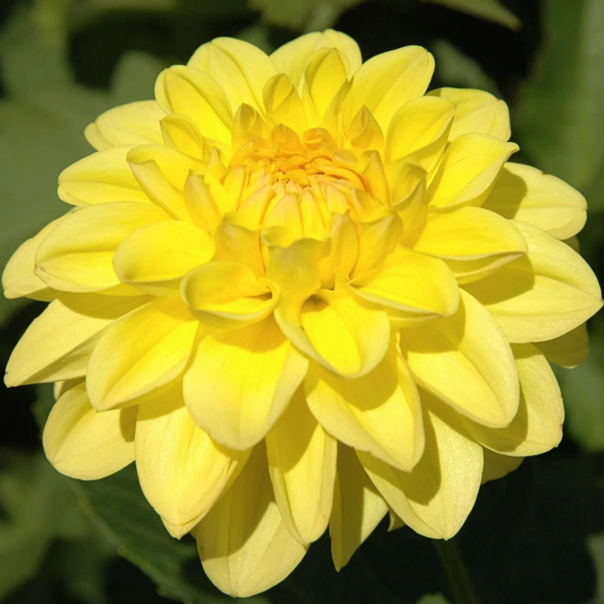 Decorative Dahlia Sisa Tubers DAHLIASISA-dahlia sisa summer flowering tuber - image4 4