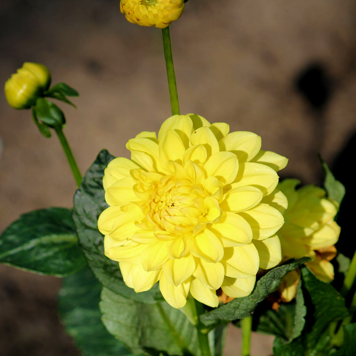 Decorative Dahlia Sisa Tubers DAHLIASISA-dahlia sisa summer flowering tuber - image5 5