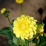 Decorative Dahlia Sisa Tubers DAHLIASISA-dahlia sisa summer flowering tuber - image5 5