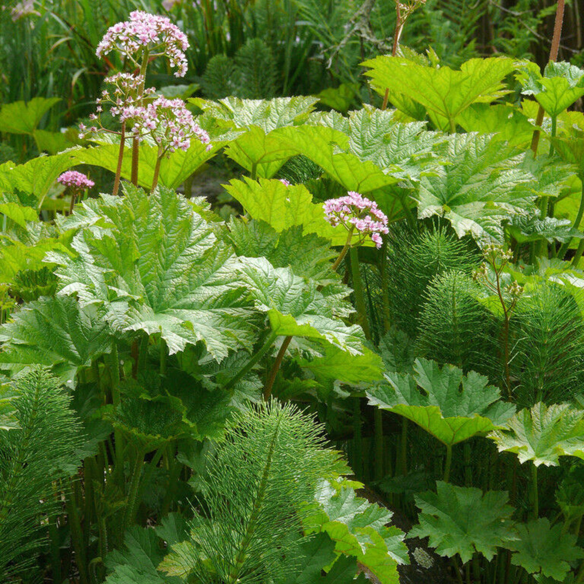 Umbrella Plant - Darmera peltata Pond Plant A lush, green patch of Darmera peltata with large, umbrella like leaves and clusters of small pink flowers on tall stems rising above the foliage. 1