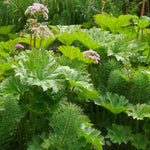Umbrella Plant - Darmera peltata Pond Plant A lush, green patch of Darmera peltata with large, umbrella like leaves and clusters of small pink flowers on tall stems rising above the foliage. 1