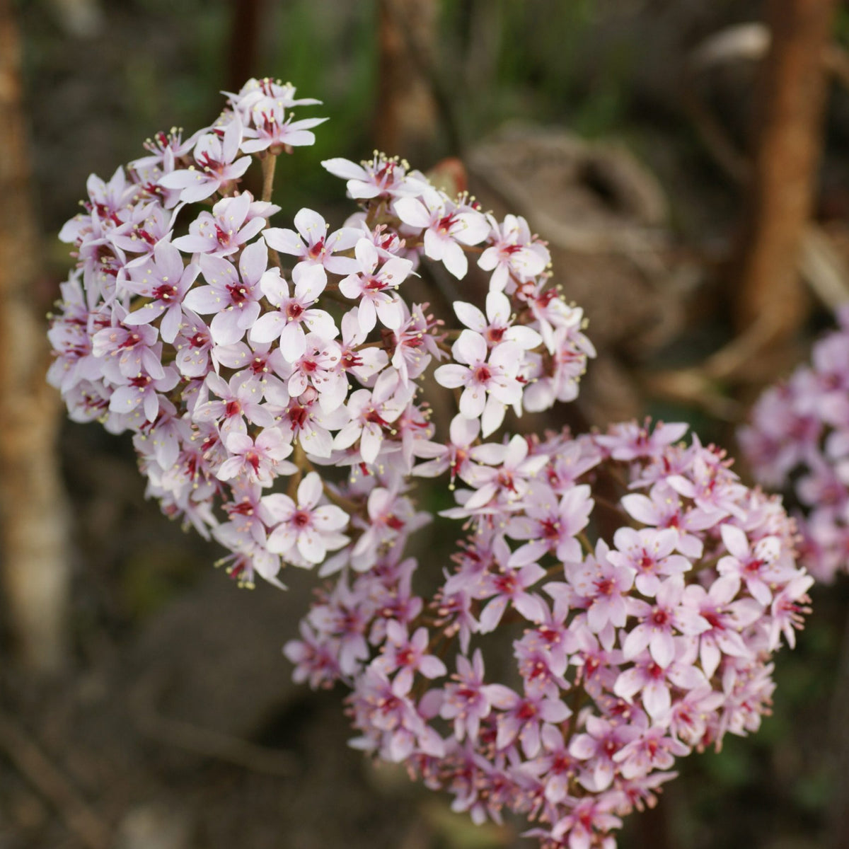 Umbrella Plant - Darmera peltata Pond Plant Close up of Darmera peltata's delicate pink flowers, tightly clustered in rounded umbels with deep pink centres and thin petals. 2