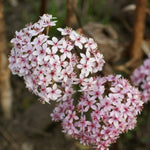 Umbrella Plant - Darmera peltata Pond Plant Close up of Darmera peltata's delicate pink flowers, tightly clustered in rounded umbels with deep pink centres and thin petals. 2