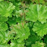 Umbrella Plant - Darmera peltata Pond Plant Overhead view of dense Darmera peltata foliage, showcasing the bright green, deeply lobed leaves with flower stalks in early or post bloom stages. 3