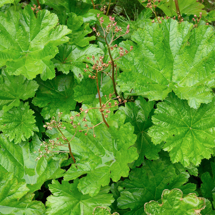 Umbrella Plant - Darmera peltata Pond Plant Overhead view of dense Darmera peltata foliage, showcasing the bright green, deeply lobed leaves with flower stalks in early or post bloom stages. 3