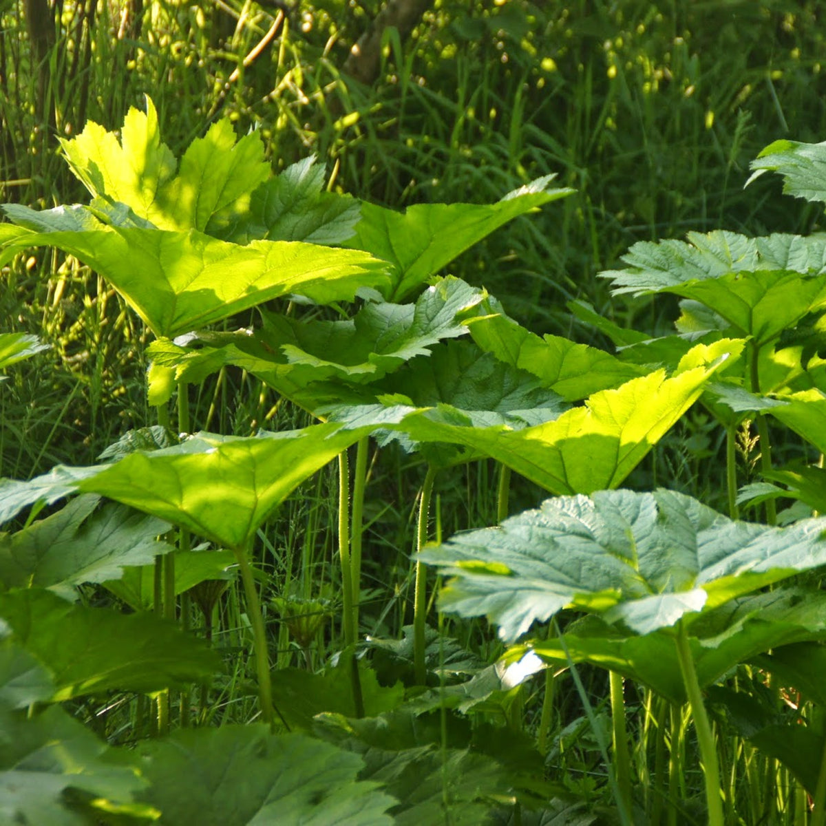 Umbrella Plant - Darmera peltata Pond Plant A shaded garden scene filled with the bold, architectural leaves of Darmera peltata catching soft sunlight, forming a dense, tropical looking ground cover. 4
