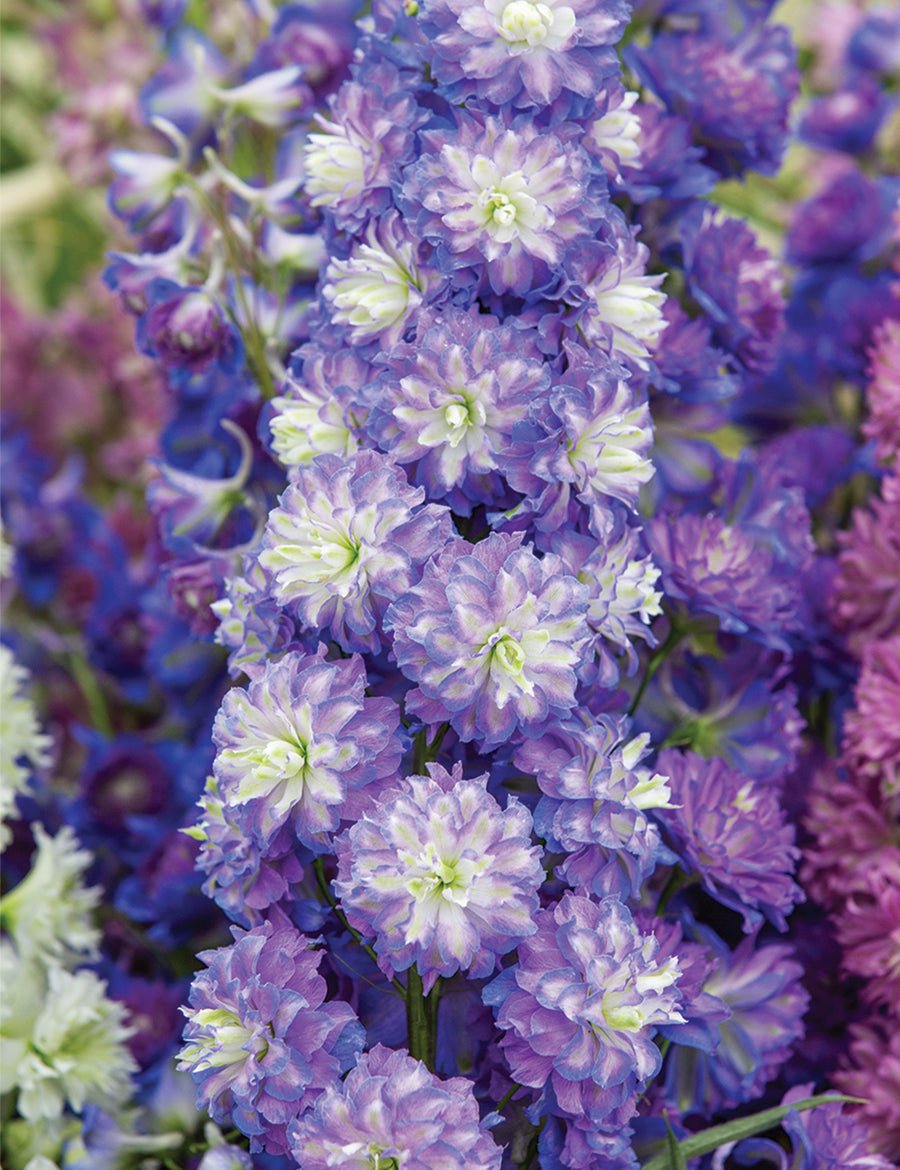 Delphinium Highlander Plant Mix (2 Plants) Delphinium Highlander Plant Mix (2 Plants) image3 4
