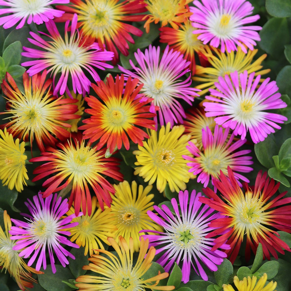 Delosperma Mix Close-up of a vibrant mix of Delosperma Ice Plant flowers in vivid shades of yellow, red, pink, and purple, with narrow daisy-like petals and lush green foliage. 1