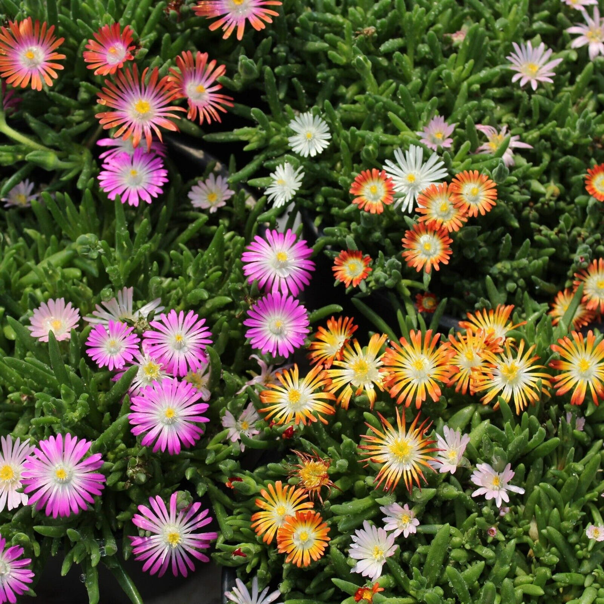 Delosperma Mix Clusters of Delosperma Ice Plant flowers in pink, orange, white, and yellow, blooming above dense, succulent green foliage. 2