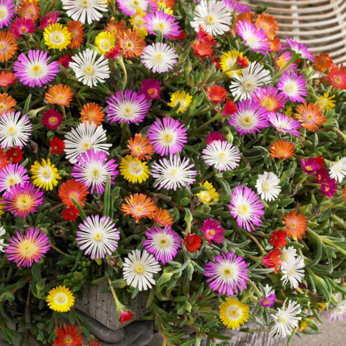 Delosperma Mix Colourful mix of Delosperma Ice Plant blooms in a decorative container, featuring a dense display of pink, white, red, yellow, and orange flowers with spiky petals. 3