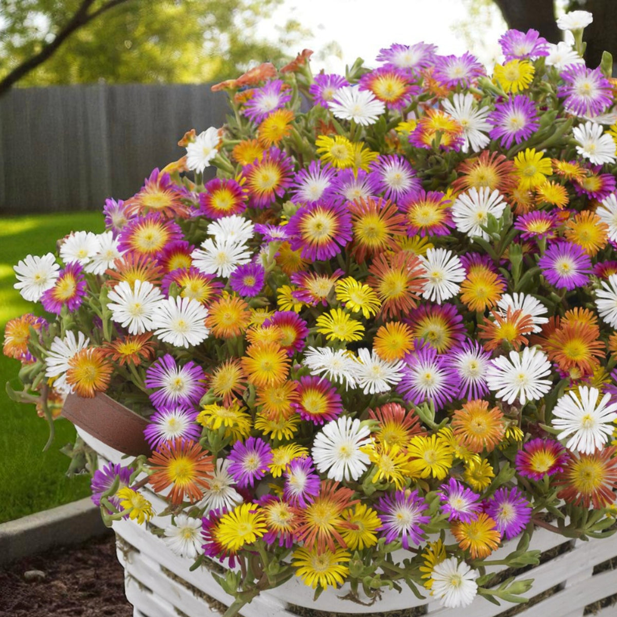 Delosperma Mix Overflowing basket of mixed Delosperma Ice Plant flowers in a garden setting, showcasing bright pink, yellow, white, and orange blooms against a backdrop of green leaves. 4
