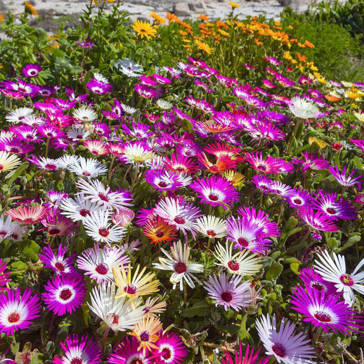Delosperma Mix Mass of Delosperma Ice Plant flowers carpeting a garden bed, with vivid pink, white, purple, and orange blooms contrasting with green foliage and other flowering plants in the background. 5