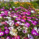 Delosperma Mix Mass of Delosperma Ice Plant flowers carpeting a garden bed, with vivid pink, white, purple, and orange blooms contrasting with green foliage and other flowering plants in the background. 5