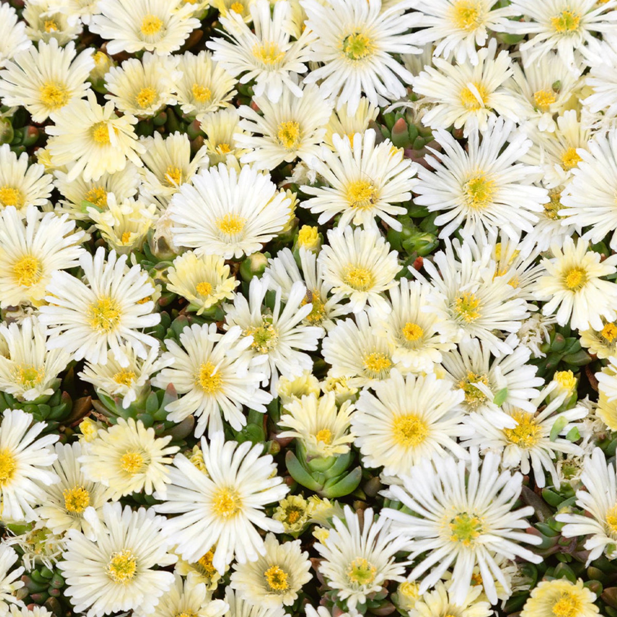 Delosperma Suntropics Cluster of cream-coloured Delosperma Suntropics ice plant flowers with yellow centres, creating a soft carpet of daisy-like blooms over succulent foliage. 3