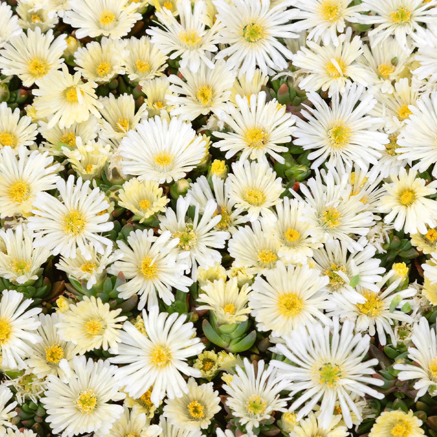 Delosperma Suntropics Cluster of cream-coloured Delosperma Suntropics ice plant flowers with yellow centres, creating a soft carpet of daisy-like blooms over succulent foliage. 3