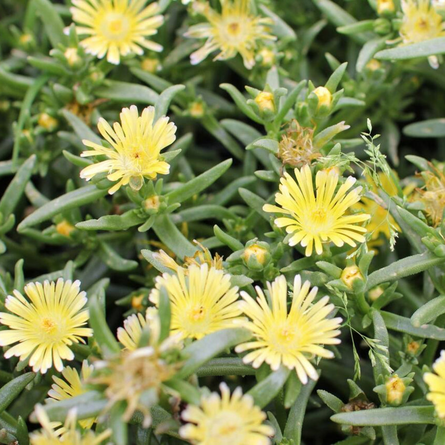 Delosperma Suntropics Close-up of pale yellow Delosperma Suntropics flowers with slender petals and fleshy green leaves beneath, forming a dense, spreading mat. 4