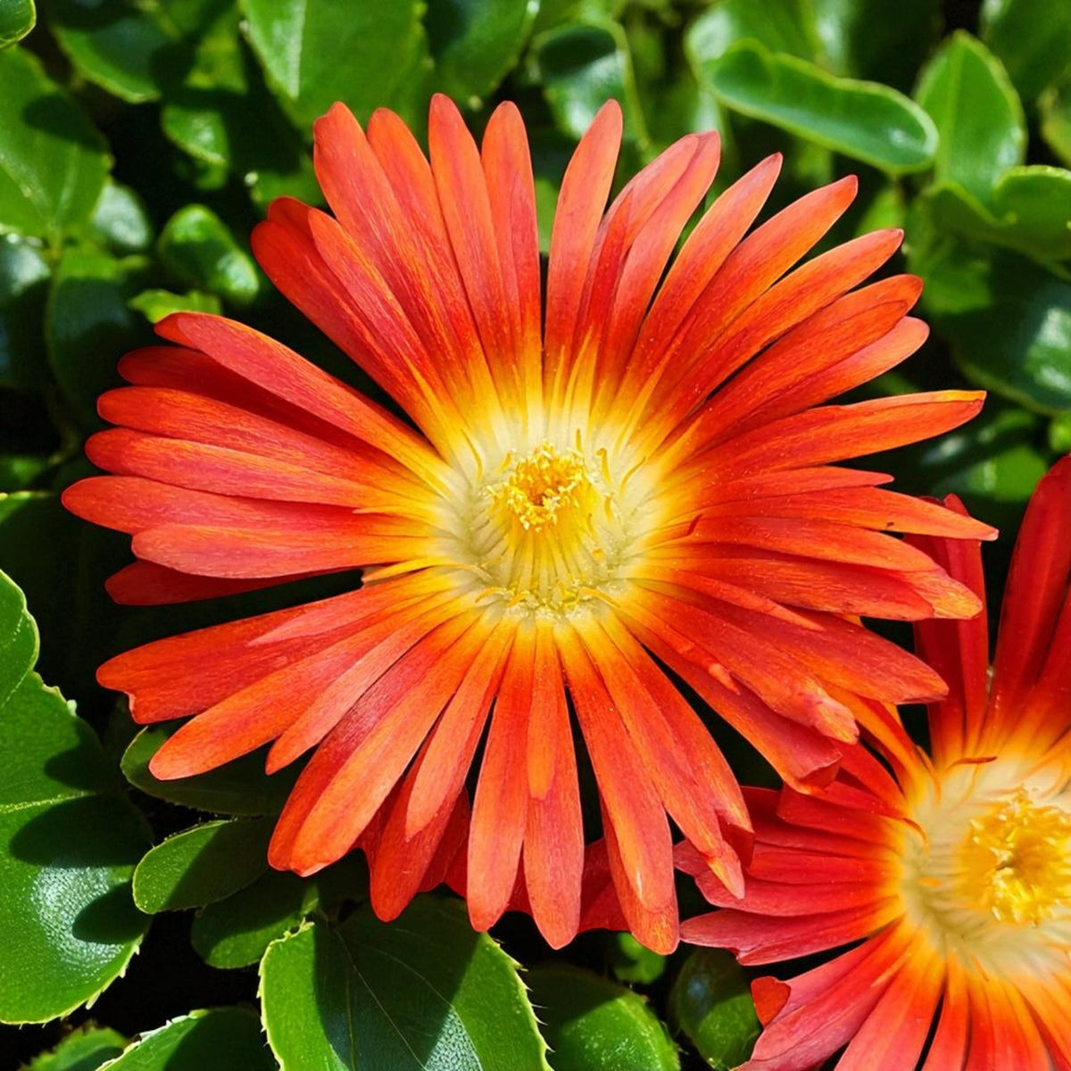 Delosperma Suntropics Detailed close-up of a single Delosperma Suntropics flower with vibrant red-orange petals and a bright yellow centre, standing out against glossy green leaves. 5