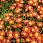 Delosperma Suntropics Vivid display of red-orange Delosperma Suntropics ice plant blooms covering the green succulent foliage, creating a striking and colourful ground cover. 1