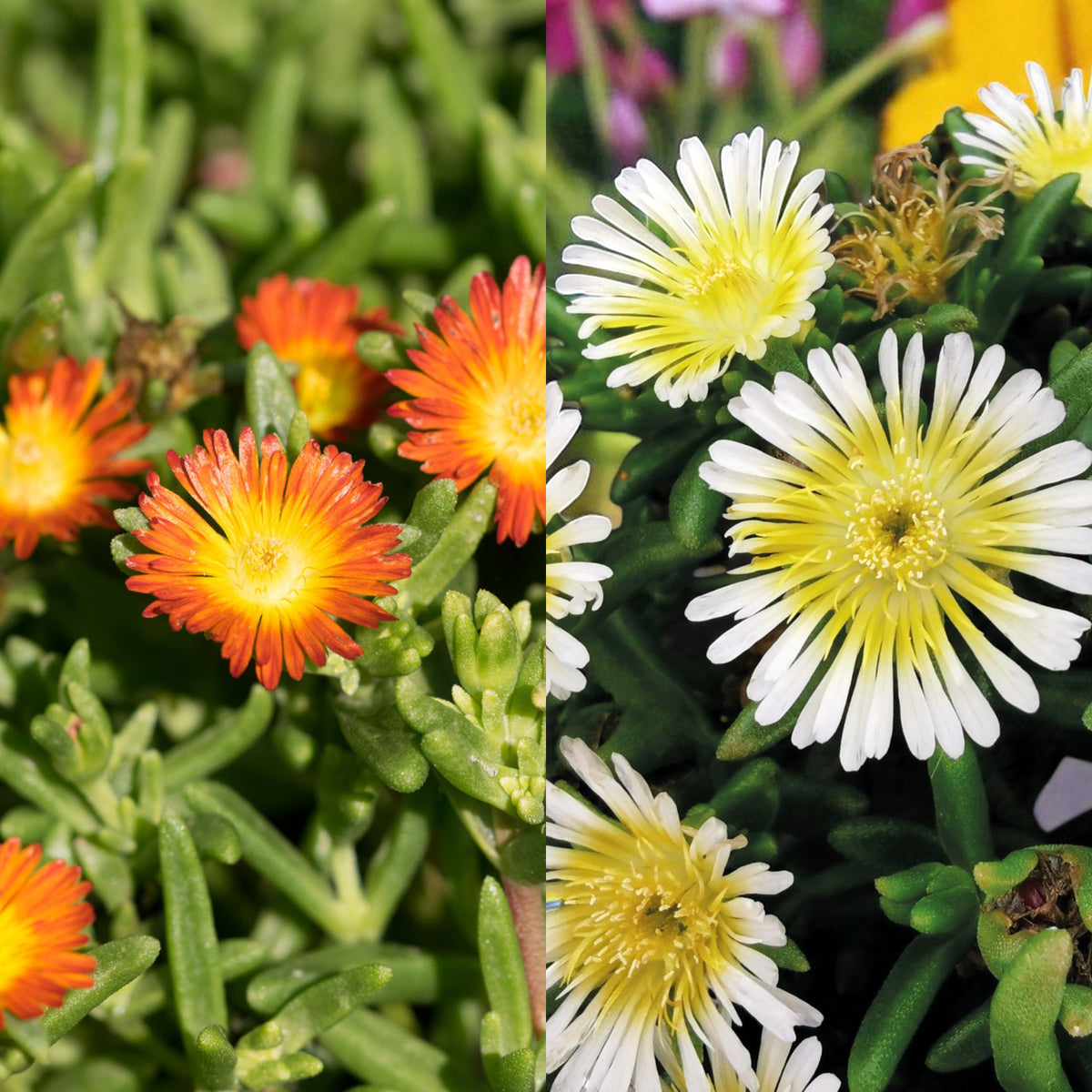 Delosperma Suntropics Close-up of Delosperma Suntropics ice plants in bloom; on the left are fiery orange and yellow flowers, while the right displays delicate white and pale yellow varieties among succulent green foliage. 1