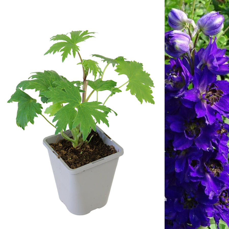 Delphinium Plant Magic Fountains Dark Blue DELPHMAGICFTN-1 1
