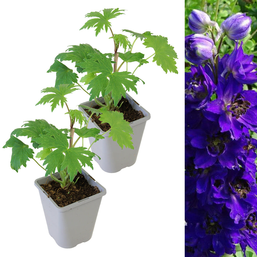 Delphinium Plant Magic Fountains Dark Blue DELPHMAGICFTN-2 8
