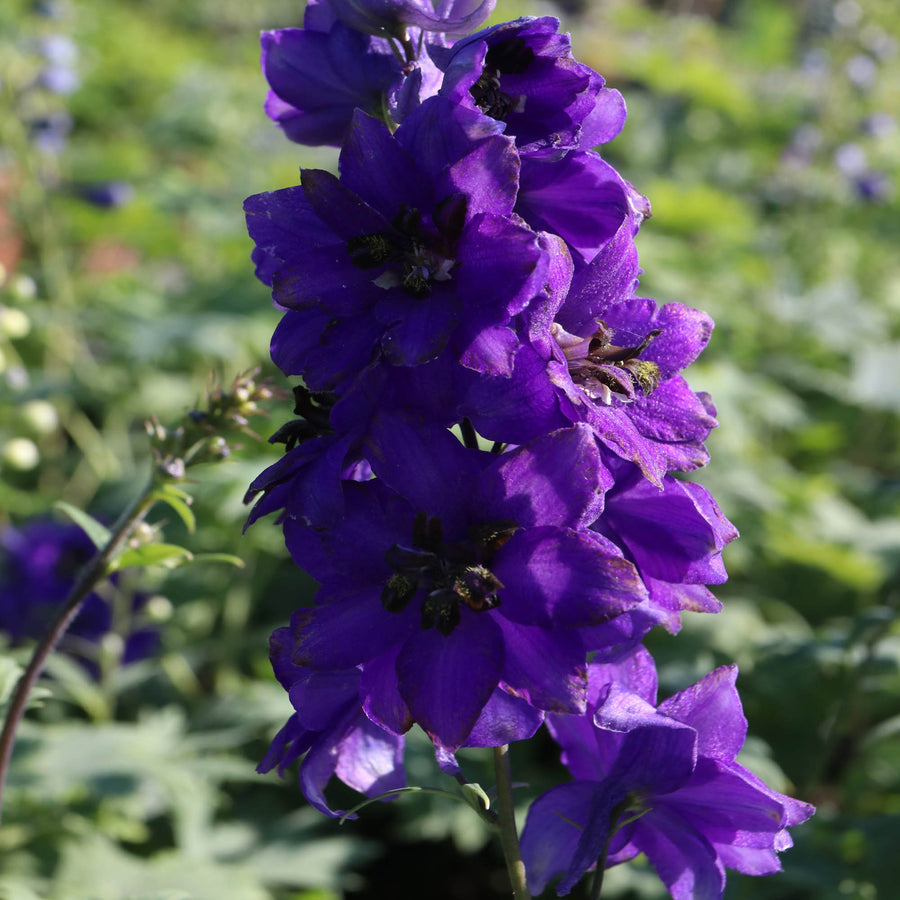 Delphinium Plant Magic Fountains Dark Blue DELPHMAGICFTN-image1 6