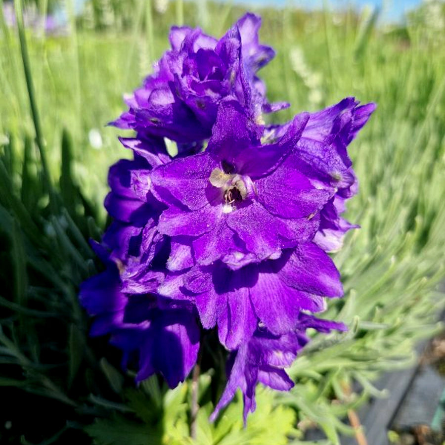 Delphinium Plant Magic Fountains Dark Blue DELPHMAGICFTN-image2 5