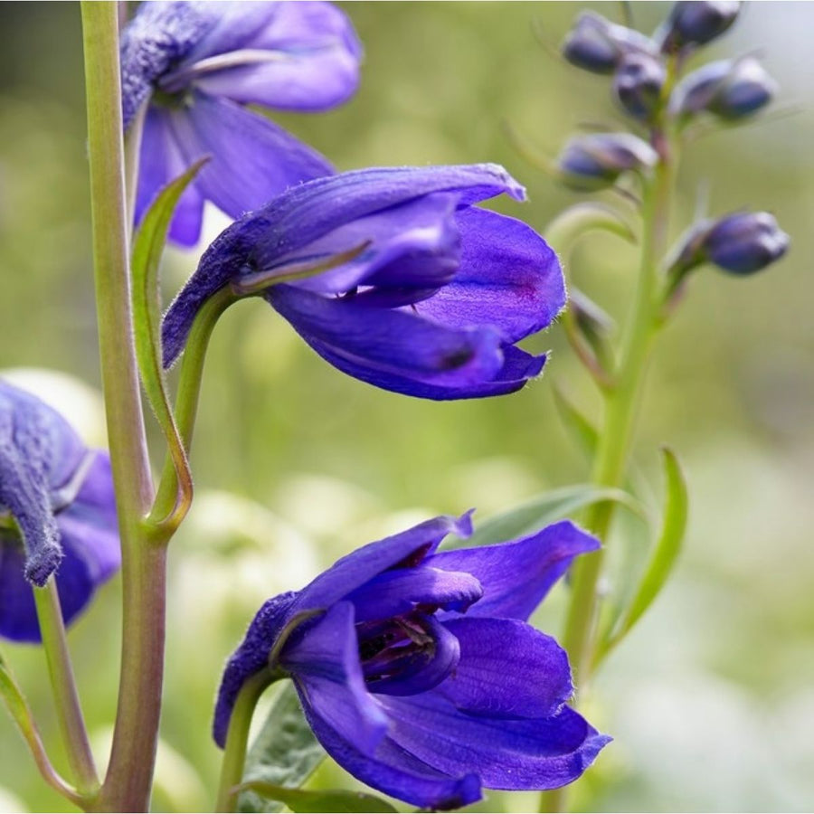 Delphinium Plant Magic Fountains Dark Blue DELPHMAGICFTN-image3 4