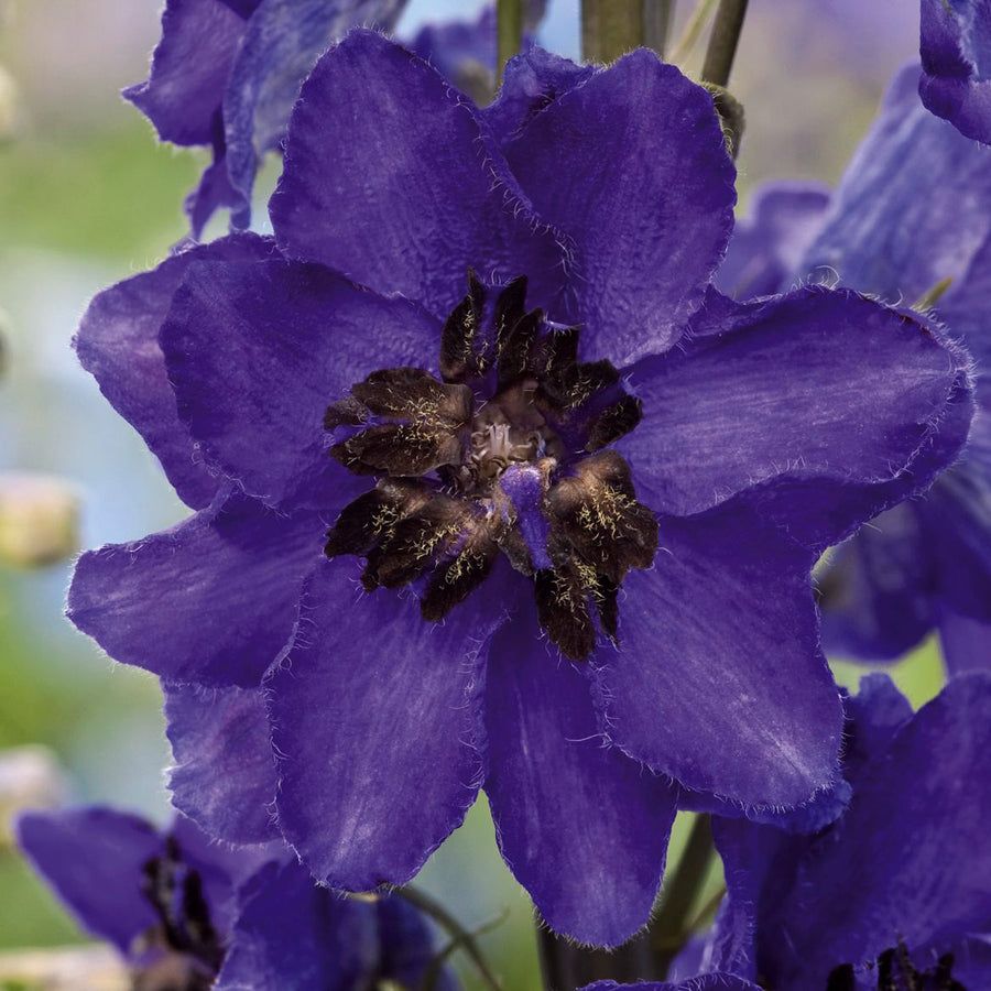 Delphinium Plant Magic Fountains Dark Blue DELPHMAGICFTN-image4 3
