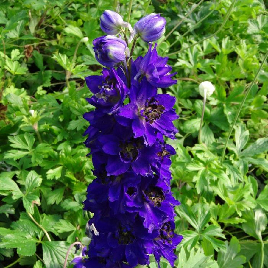 Delphinium Plant Magic Fountains Dark Blue DELPHMAGICFTN-image5 1