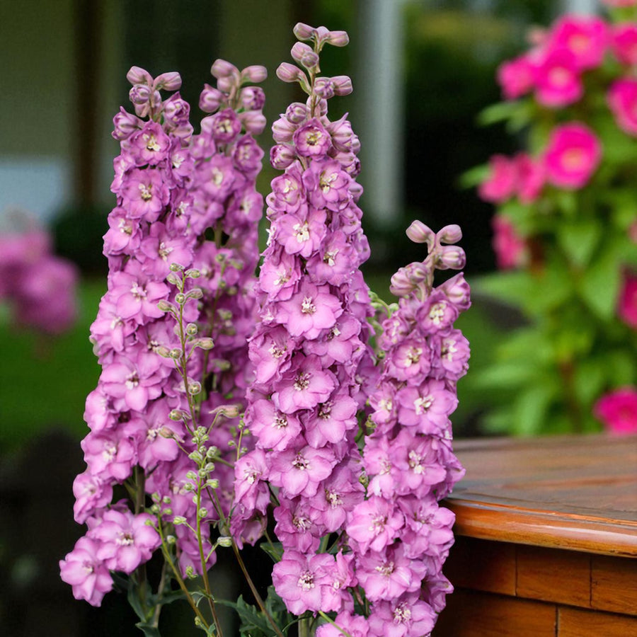 Delphinium Astolat Bare Root  2