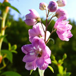 Delphinium Astolat Bare Root  3