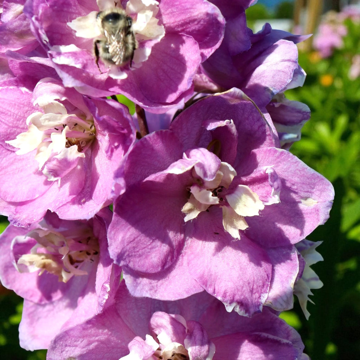 Delphinium Astolat Bare Root  4