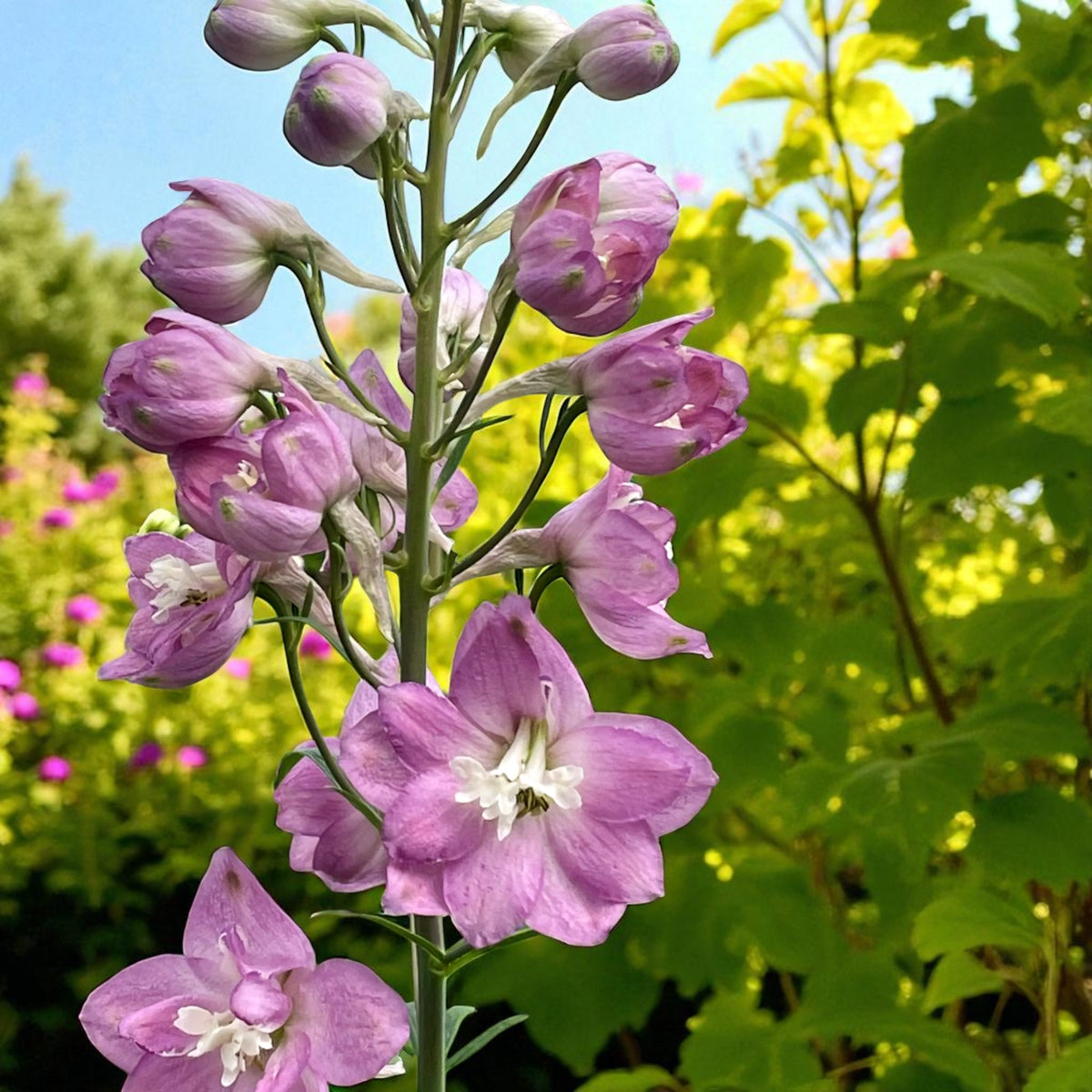 Delphinium Astolat Bare Root  1